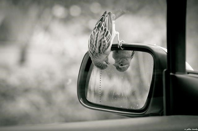 bird mirror